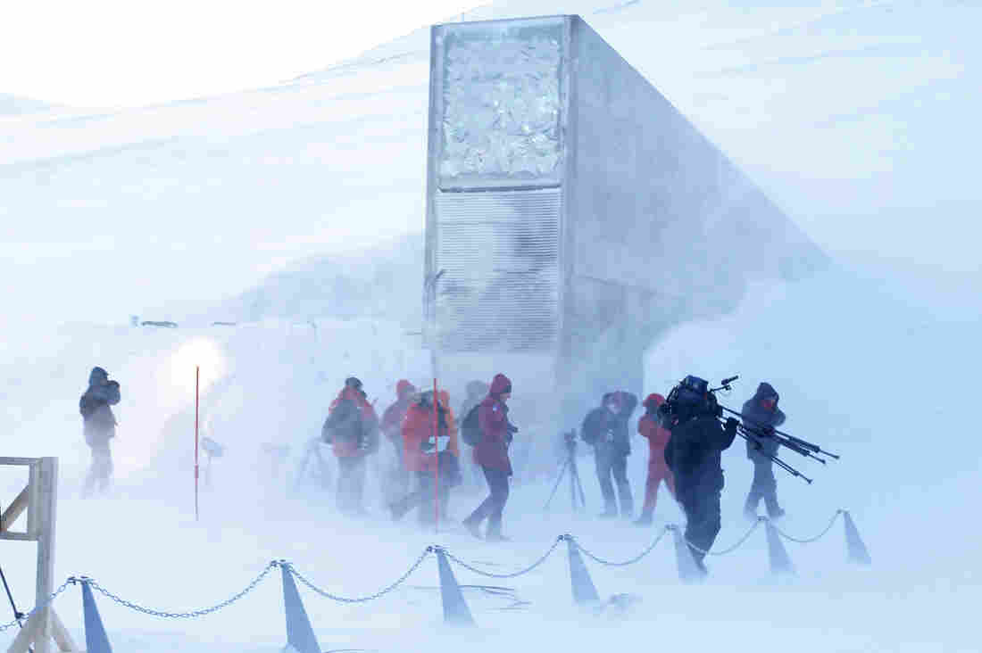 The Svalbard Global Seed Vault was opened on Feb. 26, 2008. Carved into the Arctic permafrost and filled with samples of the world's most important seeds, it's a Noah's Ark of food crops to be used in the event of a global catastrophe. AFP/Getty Images 