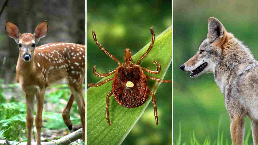 Scientists think the lone star tick (center) likely transmits Heartland disease to people. And the virus probably also circulates in deer and coyotes. iStockphoto; CDC; iStockphoto 