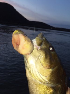 A smallmouth bass with confirmed malignant tumor was caught by an angler in the Susquehanna River near Duncannon, Pa., on Nov. 3, 2014. John Arway/Pennsylvania Fish & Boat Commission