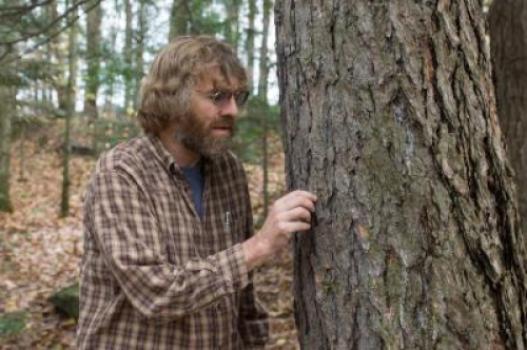 Dartmouth Professor Matt Ayres studies the southern pine bark beetle, a forest pest that may be the largest source of disturbance in coniferous forests throughout North America. (Credit: Eli Burakian)