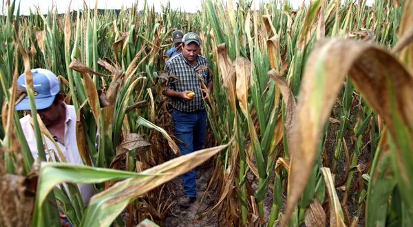 Rodney Byars, center, walked ahead of his brother, Rich, through a field of dead and stalled corn this week in Geff, Ill. 