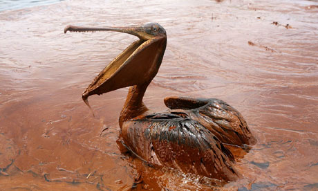 The Deepwater Horizon blast led to 780m litres of oil escaping into the Gulf of Mexico, affecting wildlife such as pelicans. Photograph: Sean Gardner/Reuters