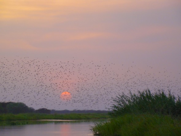 Thousands of birds fill the sky above the White Nile at sunset. (Photo by Jon Waterhouse)