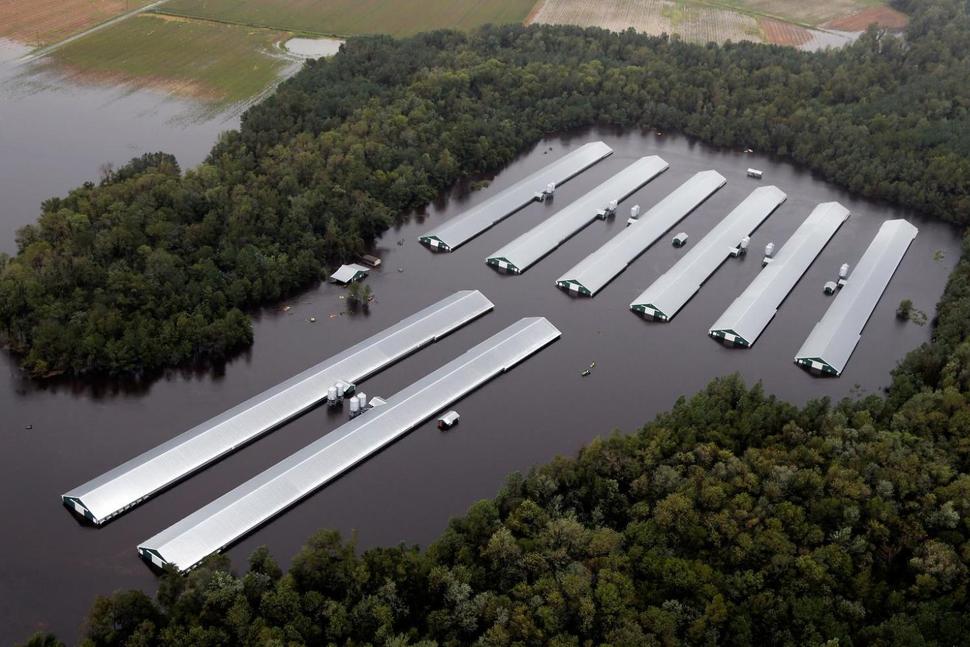 Chicken farm buildings are inundated with floodwater from Hurricane Florence near Trenton, N.C., Sunday, Sept. 16, 2018. (AP Photo/Steve Helber) The Associated Press