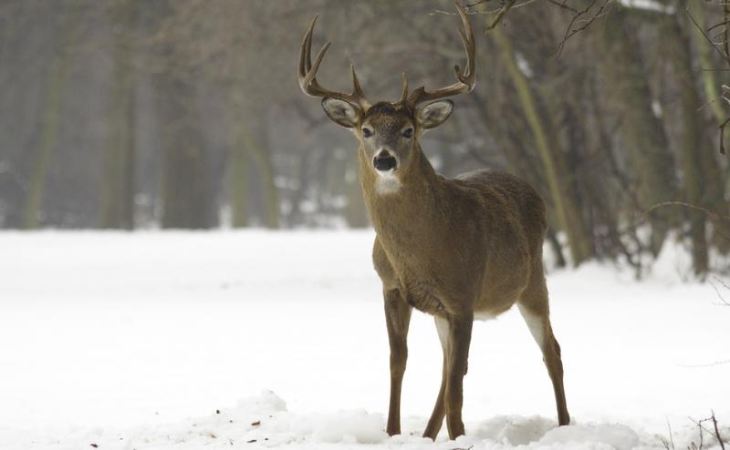 As white-tailed deer have returned to New England in the past century, they've brought with them tick-borne parasites that cause human diseases. marcinplaza /iStockphoto.com